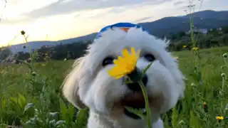 Loading the media file...